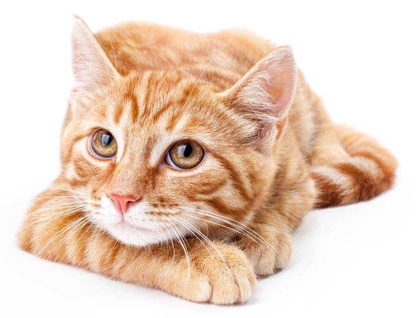 A True Emergency In Cats Urinary Blockage Great Articles Declawing